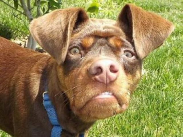 One creepy looking dog.