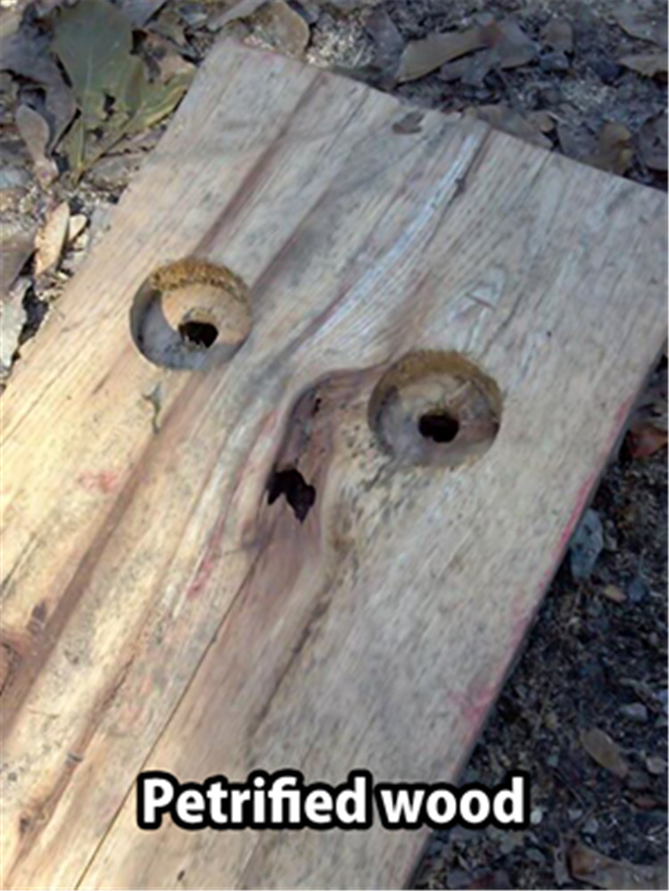 Petrified wood.