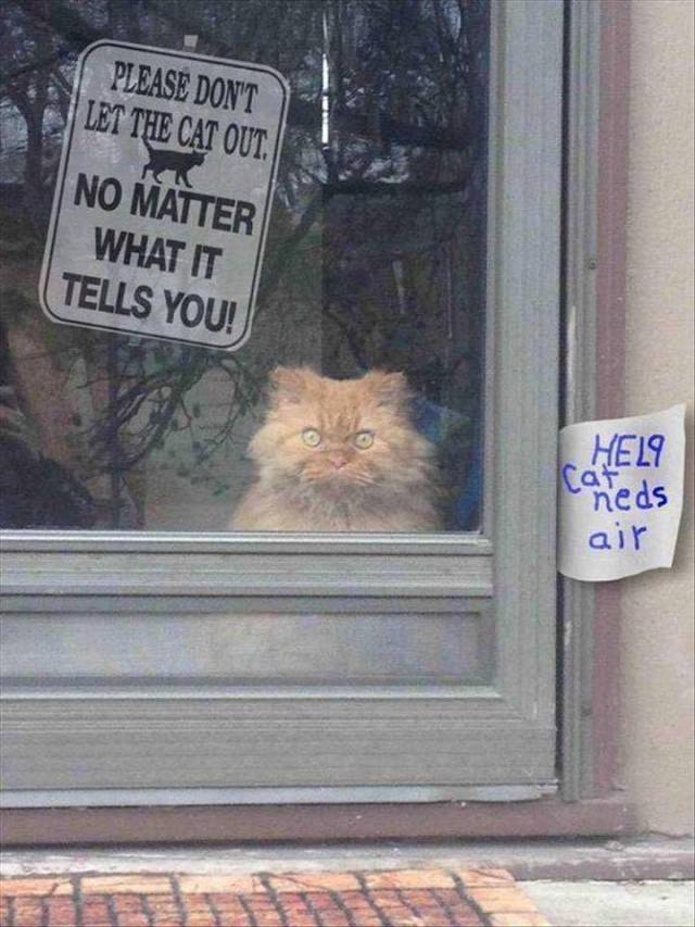 Please don't let the cat out, no matter what it tells you!
