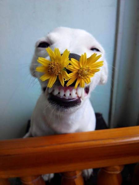 This is either the happiest dog in the world, or he is about to sneeze.