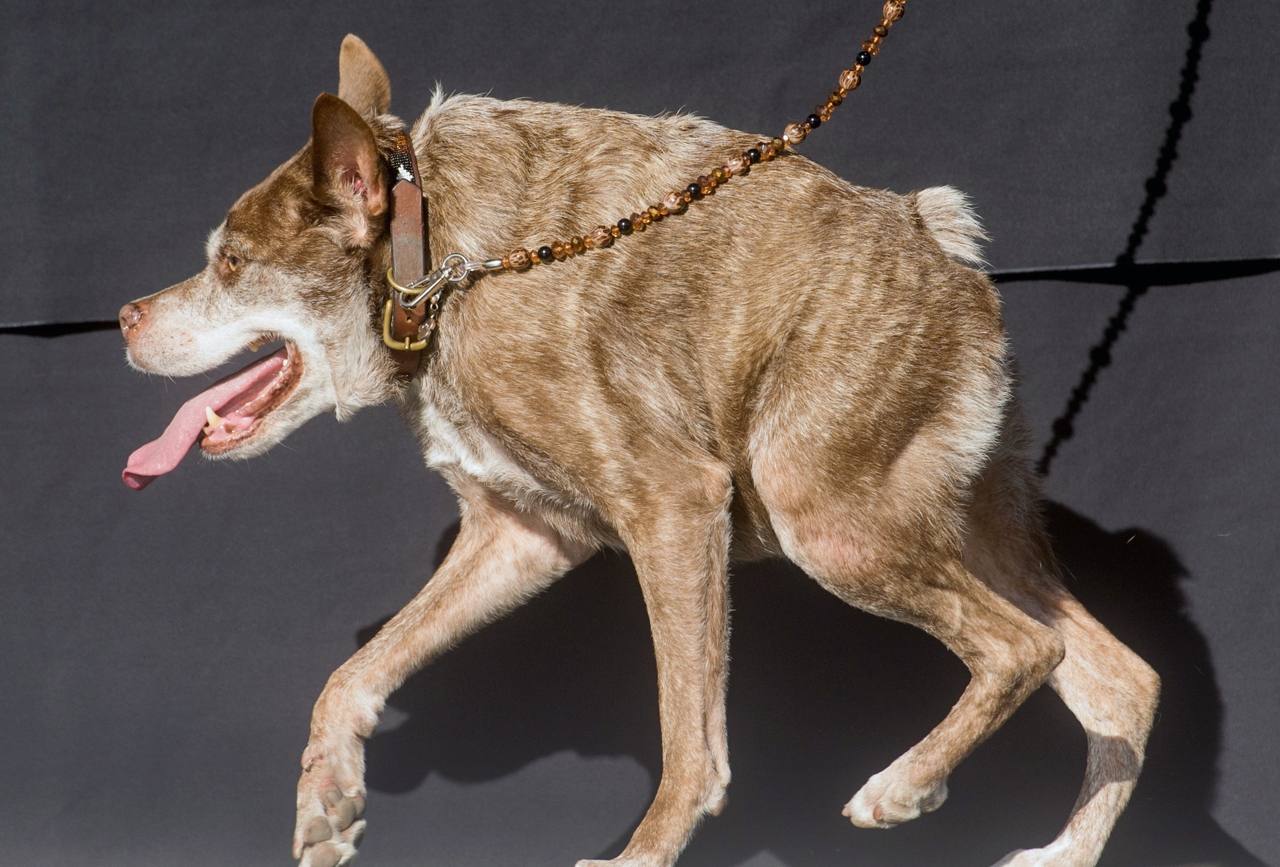 Quasi Modo is the winner of the 2015 World’s Ugliest Dog Contest.