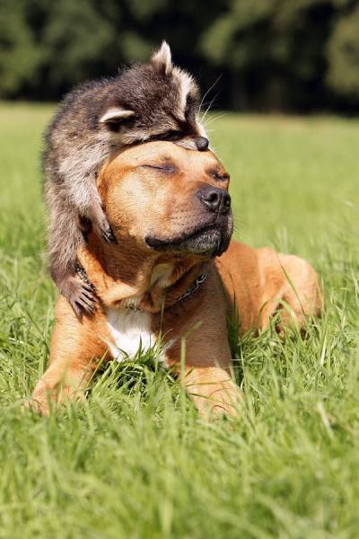 Raccoon and dog show what true love looks like.