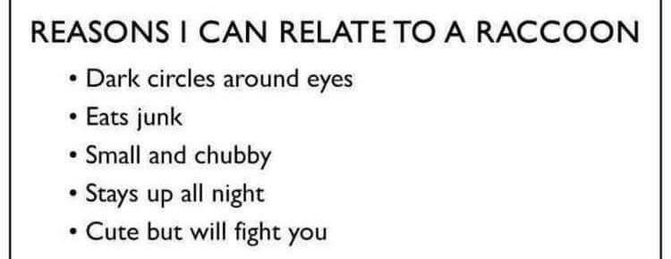 Reasons I can relate to a raccoon.