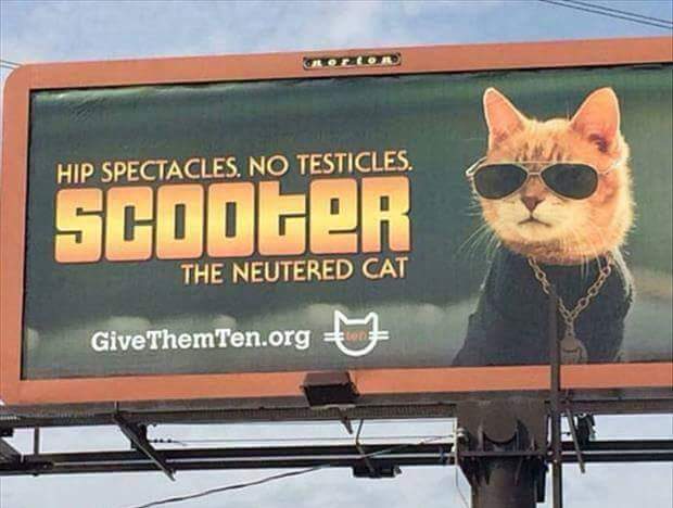 Scooter the cat is proof you don't need balls to be cool.