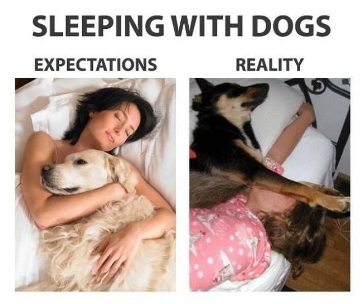 Sleeping with dogs.