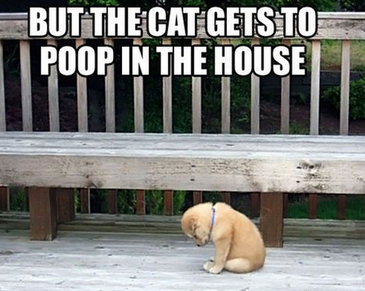 Some things in life are so not fair especially when the cat gets to poop in the house.