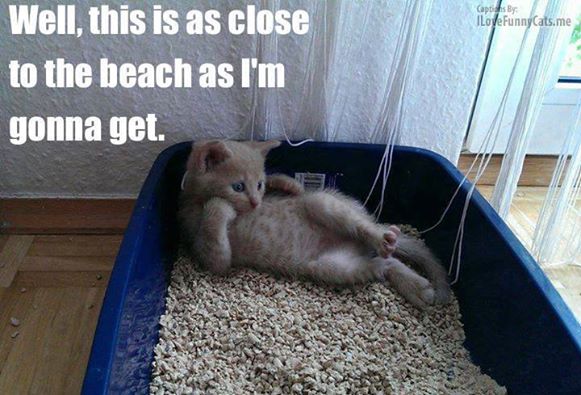 Sometimes you just have to make the best of your situation