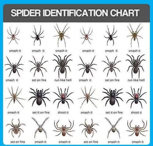 Spider identification chart shows you what to do in an emergency situation.
