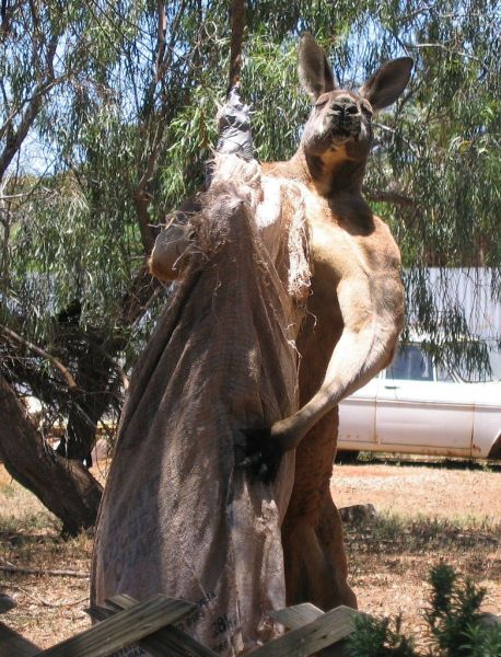 This Kangaroo is either on the juice or just has very good genes.