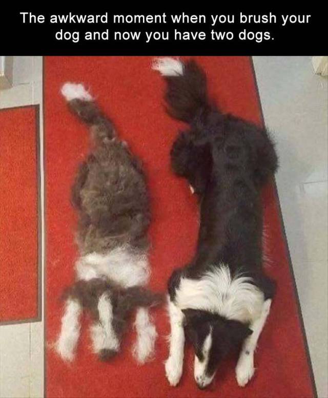The awkward moment when you brush your dog and now you have two dogs.
