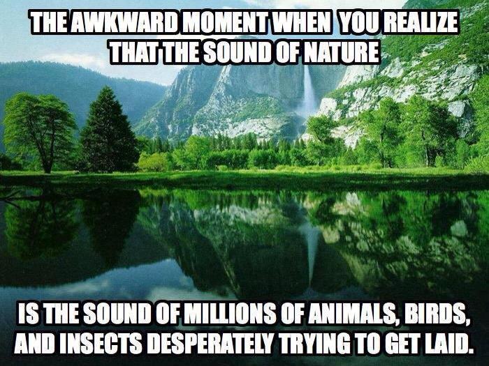 The awkward moment when you realize what the sound of nature actually is.