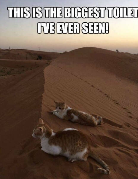 The biggest toilet I've ever seen.