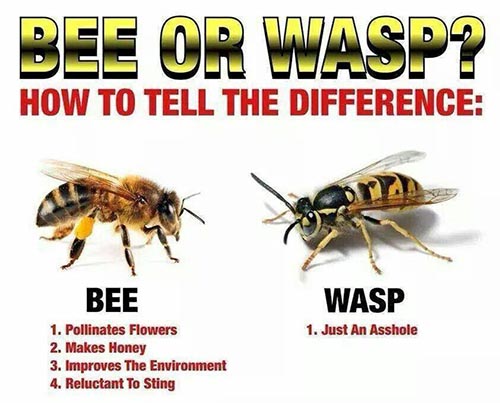 The difference between a bee and a wasp.