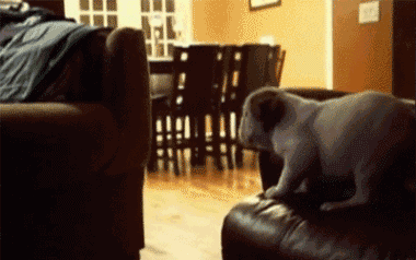 The Dog Thinks He Has The Leaping Abilities Of A Cat. He Was Wrong.