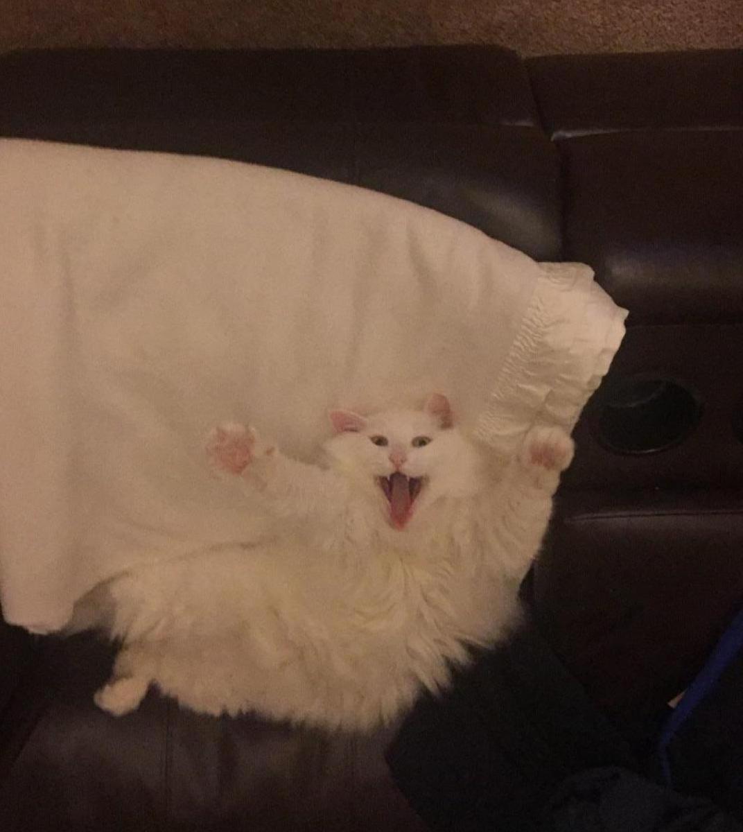 The greatest picture of Squeaky I will ever take.