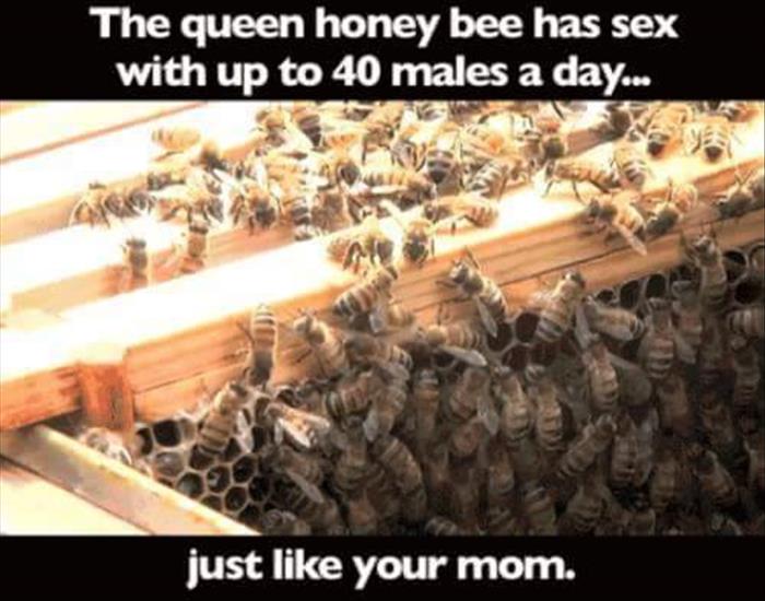 The queen honey bee has sex with up to 40 males a day.