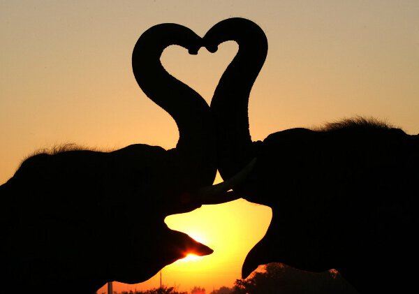 These Elephants Know The Real Definition Of True Love.