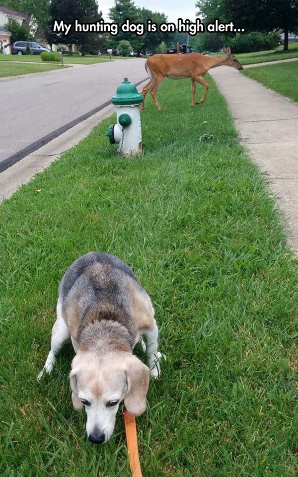 This hunting dog thinks taking a dump is more important than spotting deer.