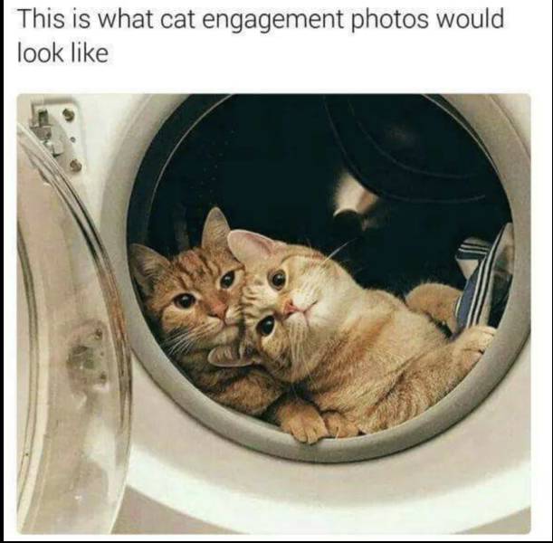 This is what cat engagement photos would look like.