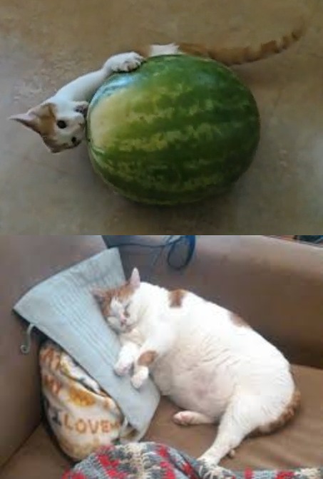 This is what happens when a cat eats a watermelon.