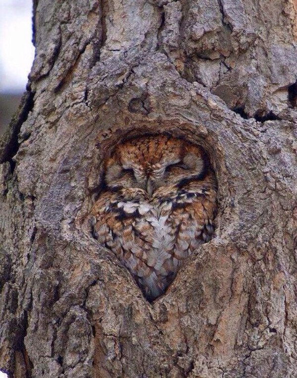 This Owl Has Found a Perfect Spot To Sleep In This Tree.