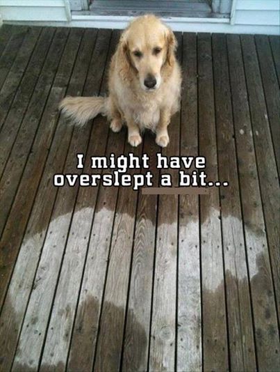 This Wet Dog May Have Overslept a Bit Too Long.