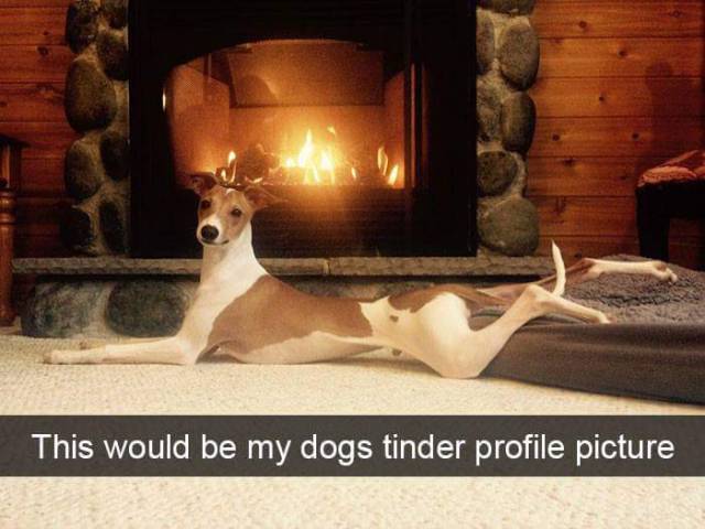 This would be my dogs Tinder profile picture.