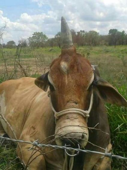 Unicorns are real and this is proof.