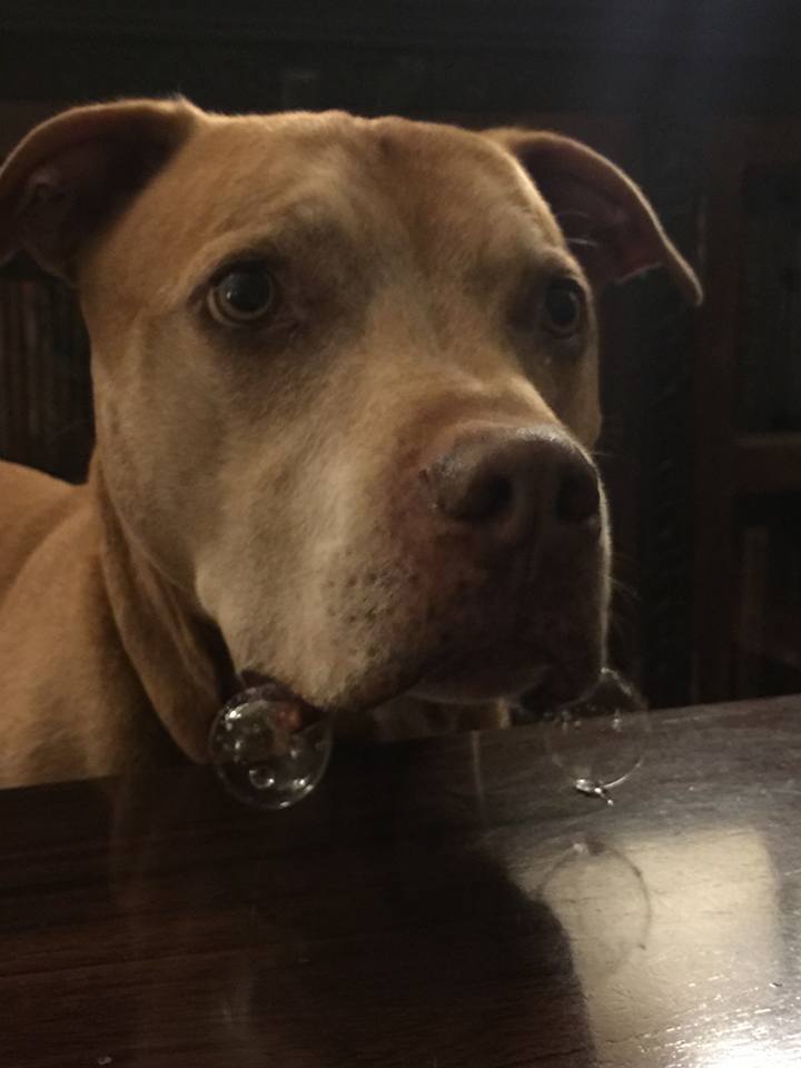 When my dog begs for food he blows slobber bubbles.