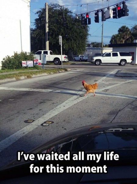 Why did the chicken cross the road?
