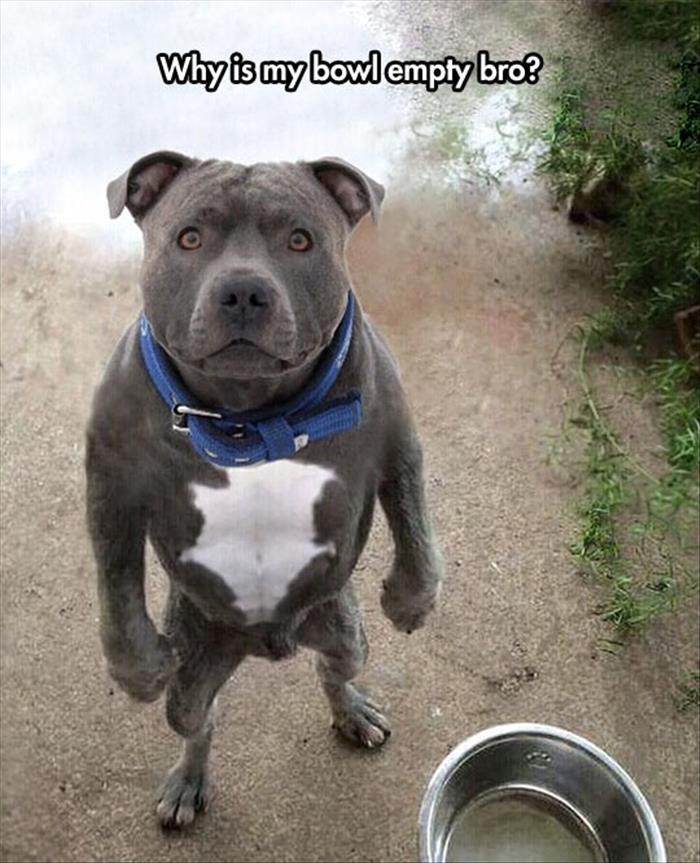 Why is my bowl empty bro?