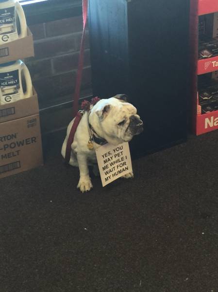 Yes, you may pet me while I wait for my human.