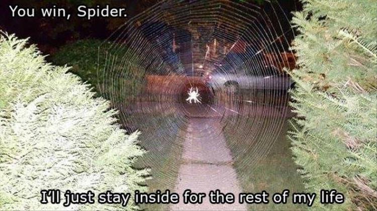 You win, spider.