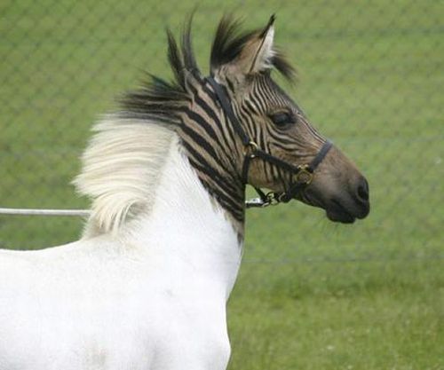 This is what happens when a horse and a zebra mate. You get a Zorse.