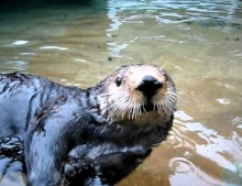 Nellie The Talking Sea Otter