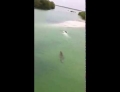 A Vacationer Is Stalked By A Huge Crocodile In Boca Paila, Mexico. An Onlooker Throws An Object At The Croc To Distract It And Stop The Pursuit.