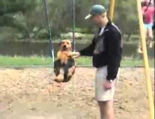 Dog having a great time on the swing. 