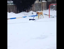 Helpful dog shoveling snow from the outdoor ice hockey rink.