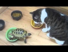 Turtle vs. Two Cats