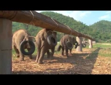 These Elephants At A Nature Park Seem To Be Having An Incredible Time Playing With Some Hanging Tires.