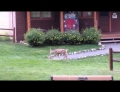 Deer and rabbit playing is like a real life version of Bambi and Thumper.