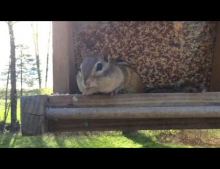 Chipmunk is caught red-handed stealing food from a bird feeder.