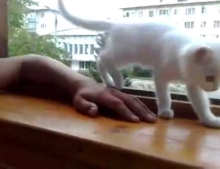 This protective cat does not want this mans arm to hang outside the open window.