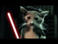 Jedi Kittens Strike Back. Calling All Star Wars And Cat Fans Everywhere!