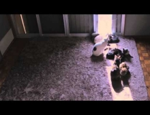 Time lapse video of a bunch of cats following the sun through the window.