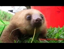 The cutest baby sloths you will ever see