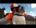Sweets Is An English Bulldog Who Not Only Goes For Rides On A Motorcycle But Also Waves To Passing Motorcycle Riders.