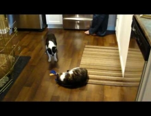 Boston Terrier attempting to get his toy back from the cat without much luck.