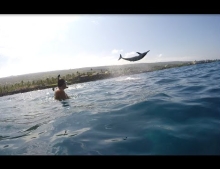 Crazy wild dolphin performing triple barrel rolls makes this Hawaii snorkel tour the best ever.