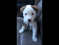 Puppy has the hiccups and it makes him angry.